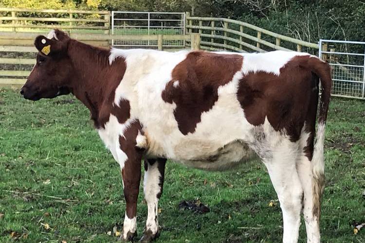1 Ayrshire Breeding Heifer SellMyLivestock