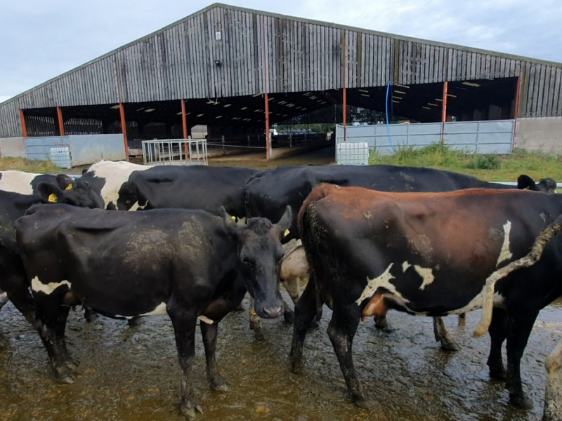 20 Jersey, Holstein Friesian, Norwegian Red Cross Breeding, Dairy Cows