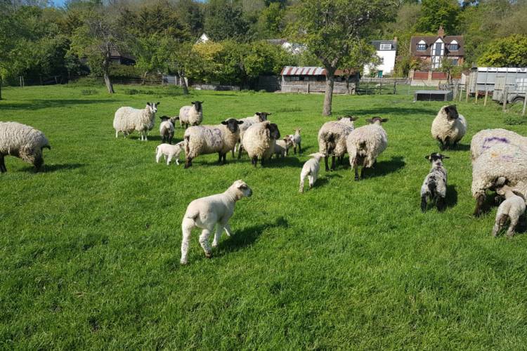 15 Suffolk Cross Breeding Shearlings with Lambs at Foot ...