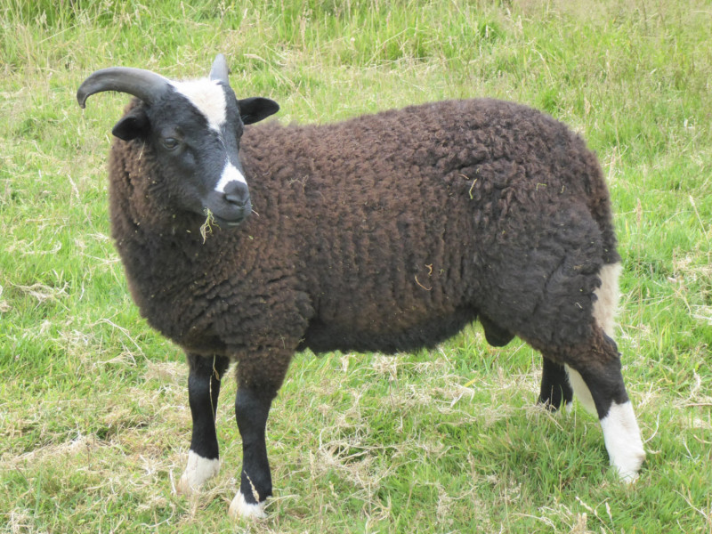 1 Balwen Welsh Mountain Breeding Ram - SellMyLivestock